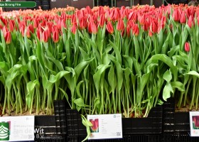 Tulipa Strong Fire ® (1)
